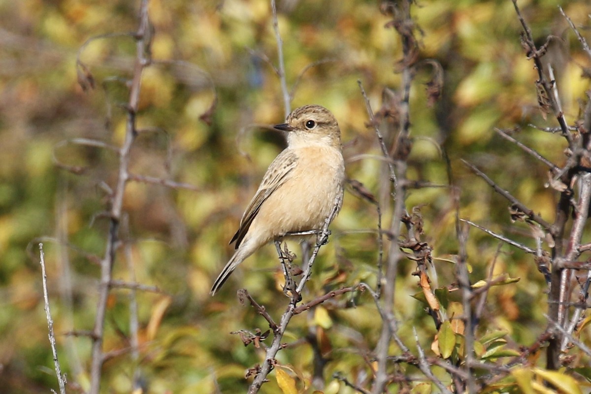 Siberian Stonechat - ML642479360