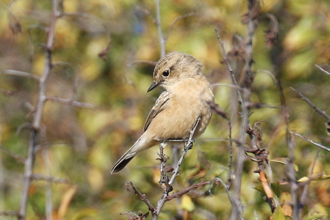 Siberian Stonechat - ML642479361