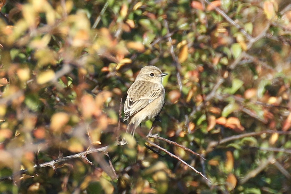 Siberian Stonechat - ML642479362