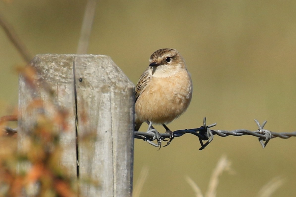 Siberian Stonechat - ML642479363