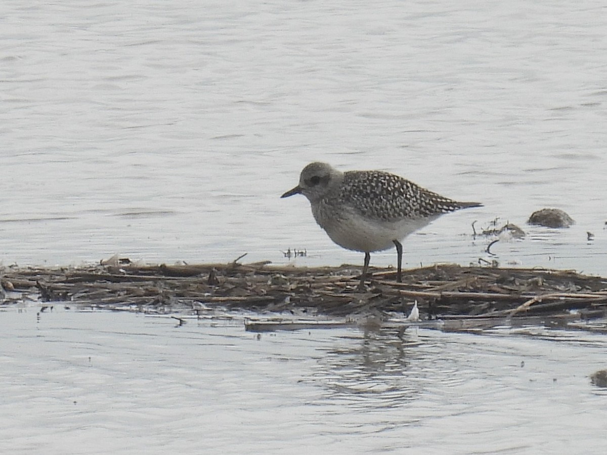 Black-bellied Plover - ML642479365