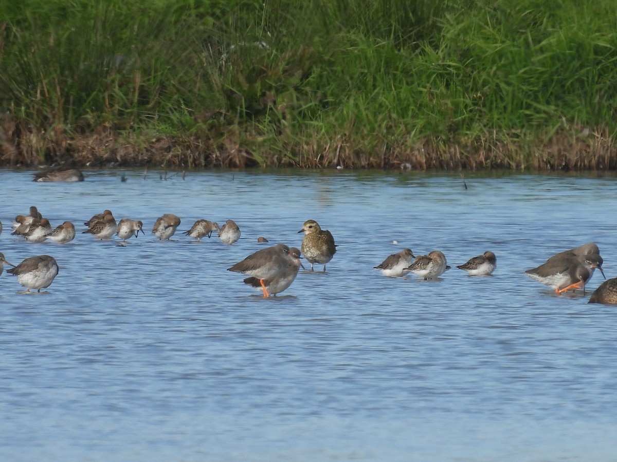 European Golden-Plover - ML642479371