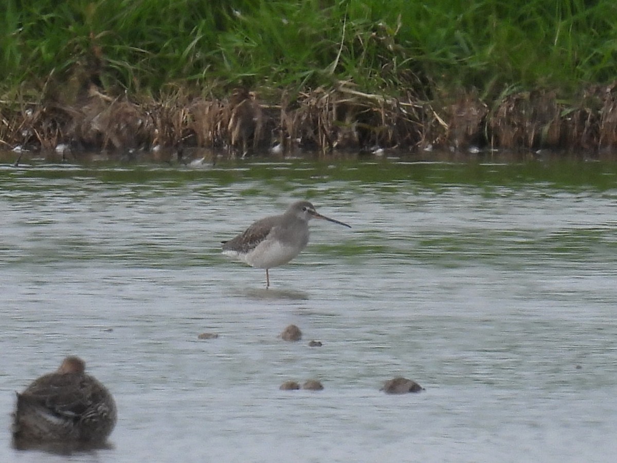 Spotted Redshank - ML642479386