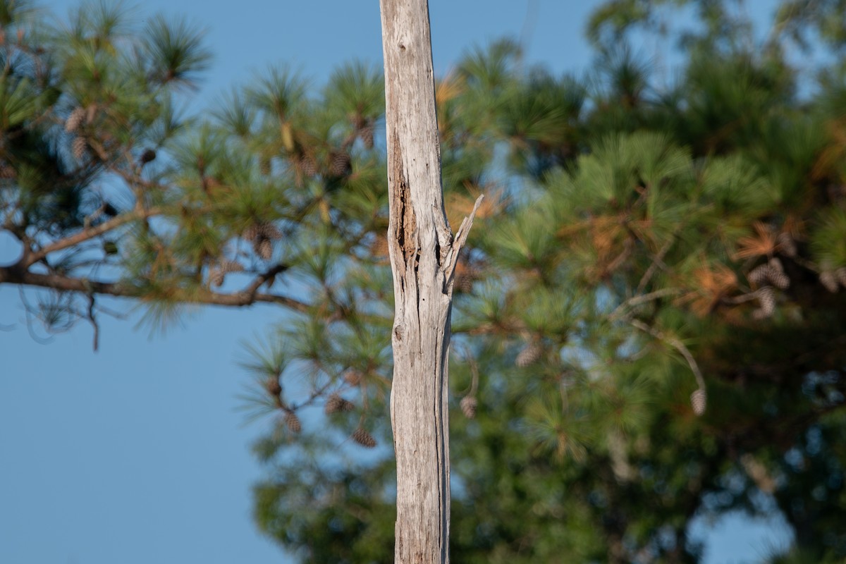 Northern Flicker - ML642479390