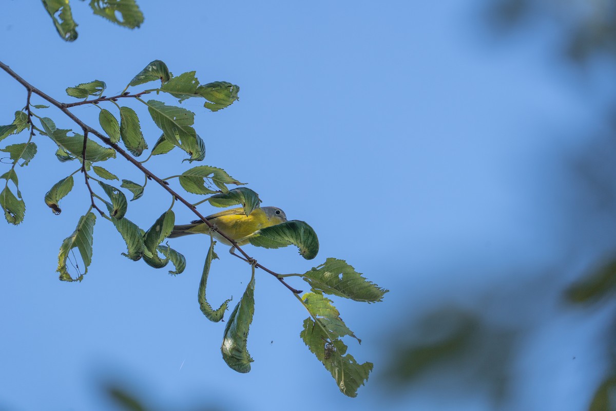 Nashville Warbler - ML642479398