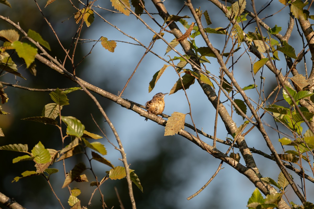 Carolina Wren - ML642479399