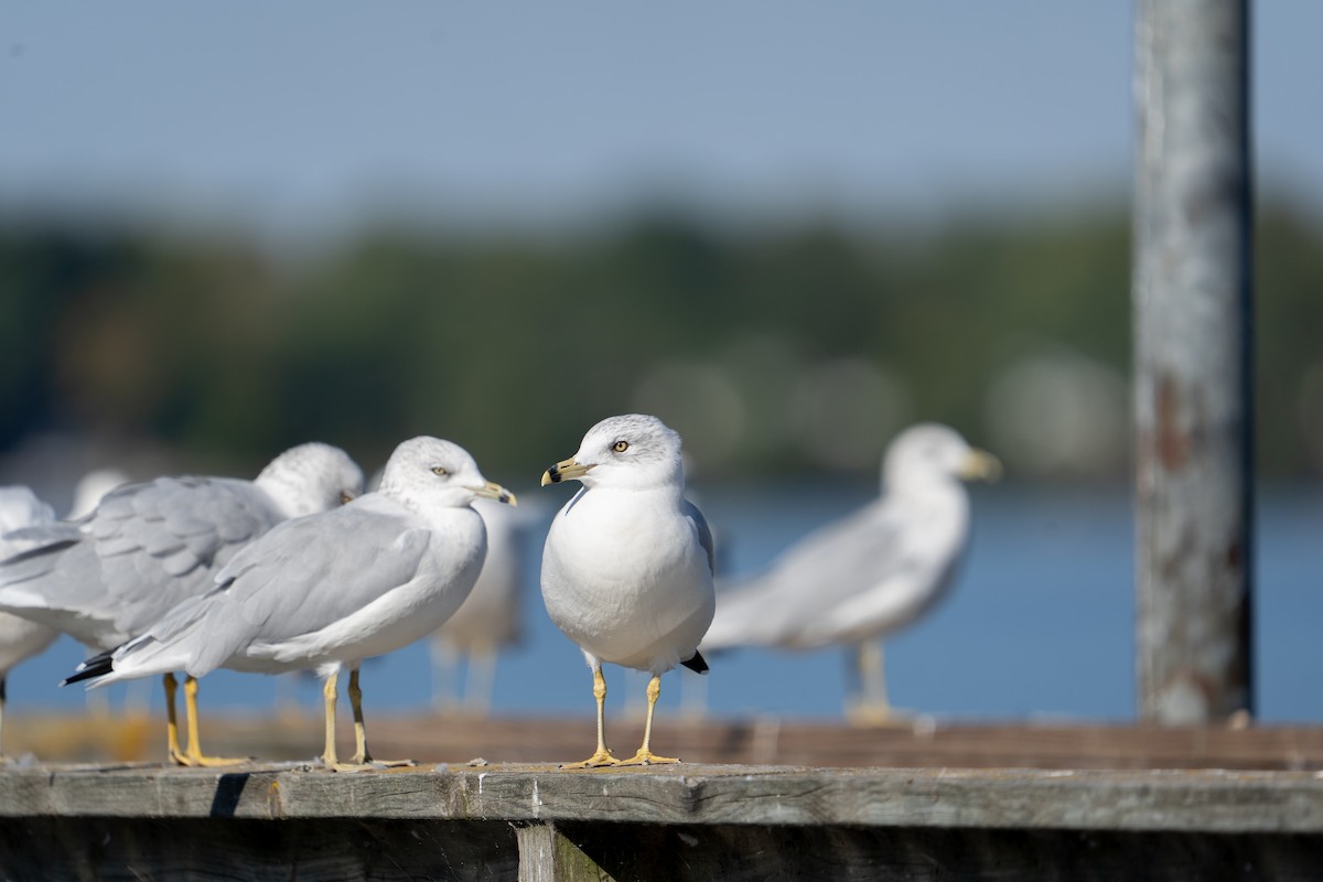Ring-billed Gull - ML642479402