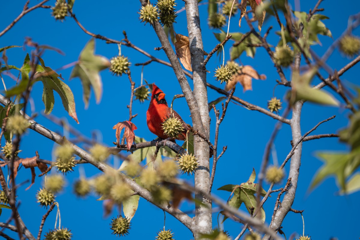 Northern Cardinal - ML642479412
