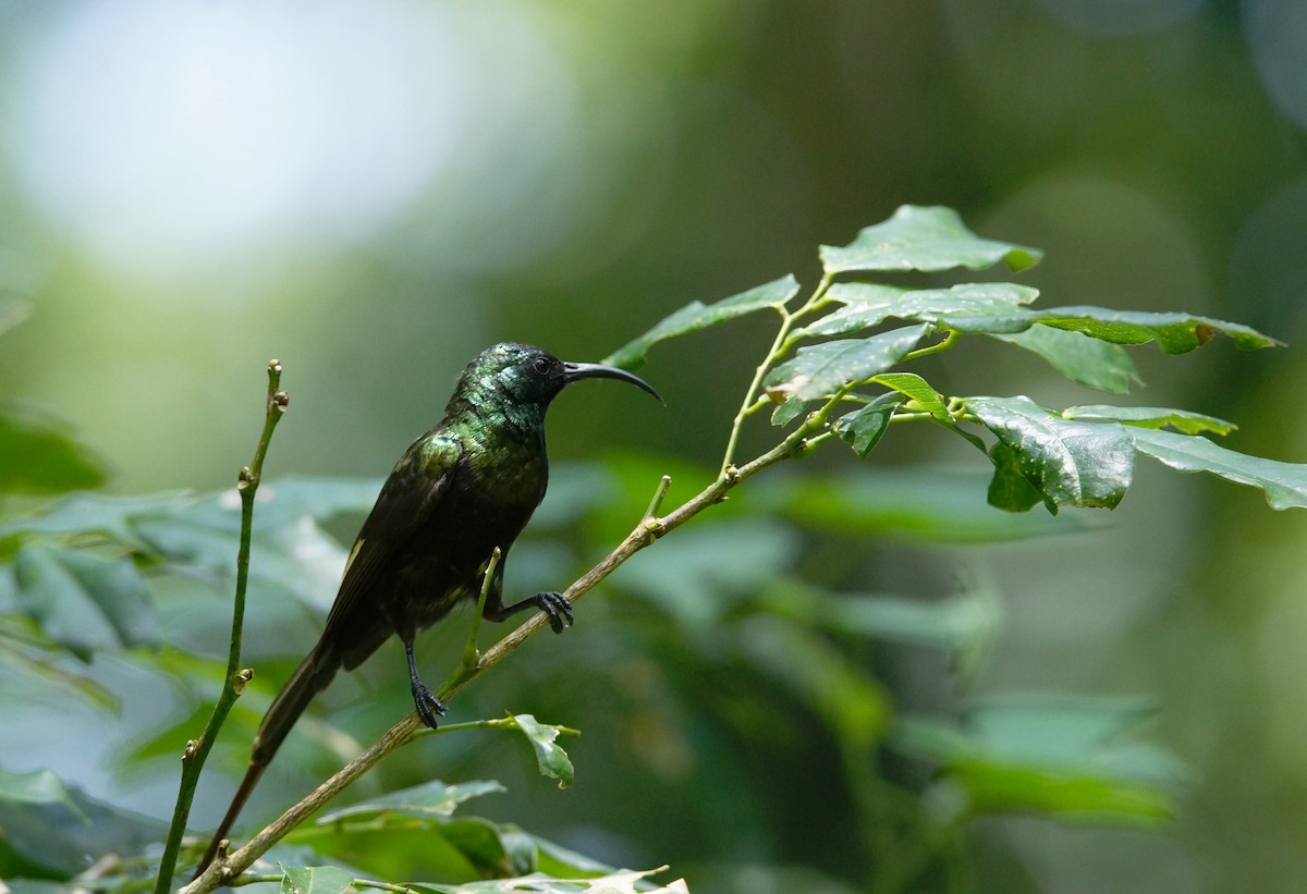 Bronze Sunbird - ML642479415