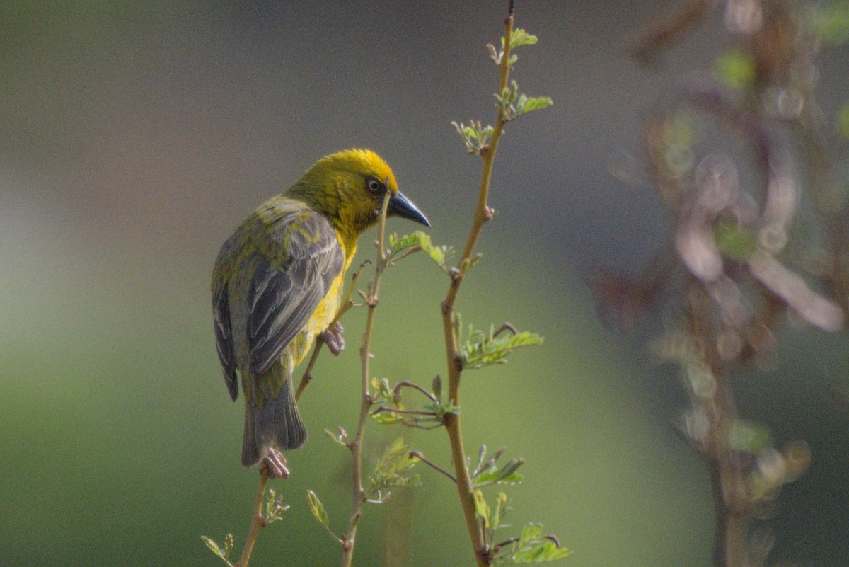 Cape Weaver - ML642479439