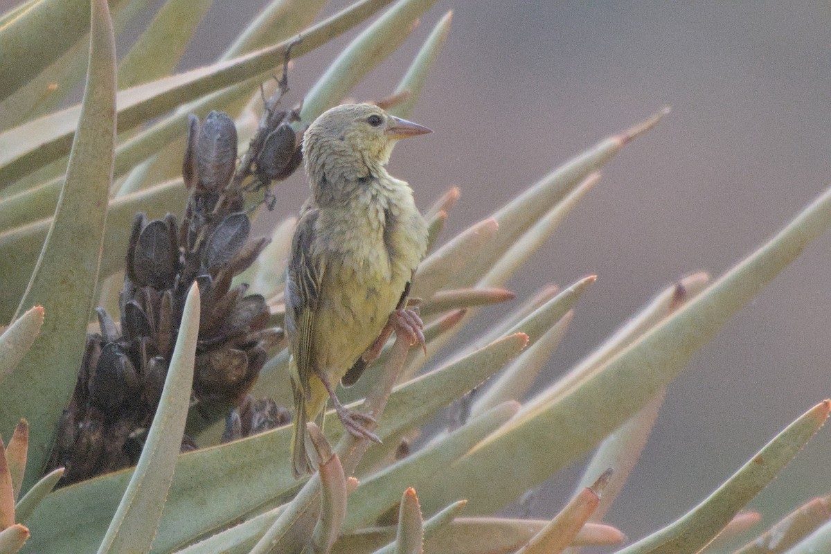 Cape Weaver - ML642479440