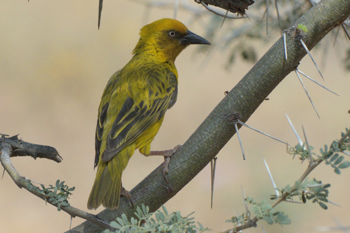 Cape Weaver - ML642479441