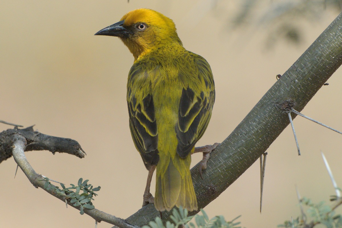 Cape Weaver - ML642479442