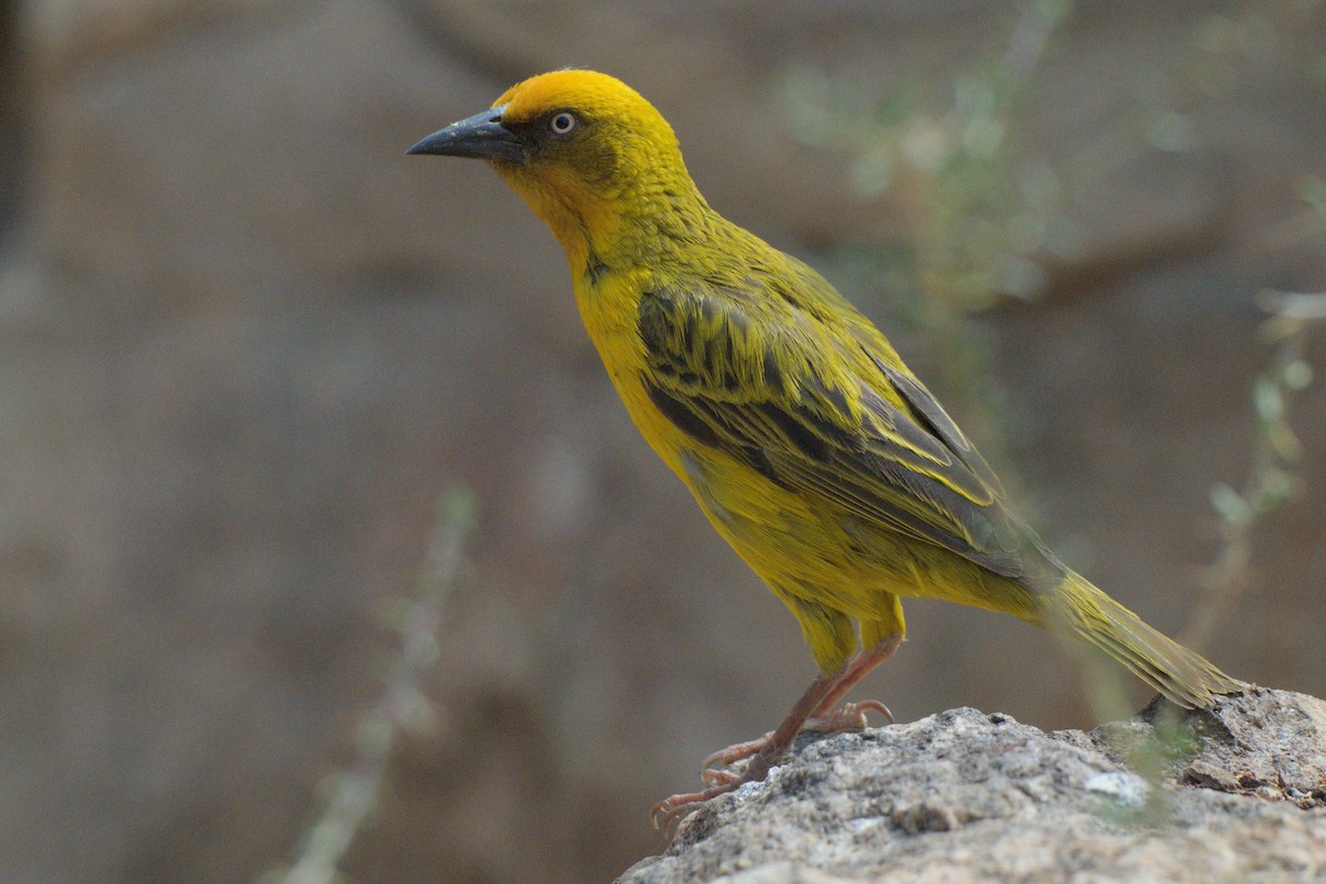 Cape Weaver - ML642479443