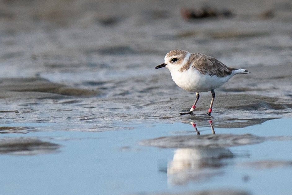 Snowy Plover - ML642479455