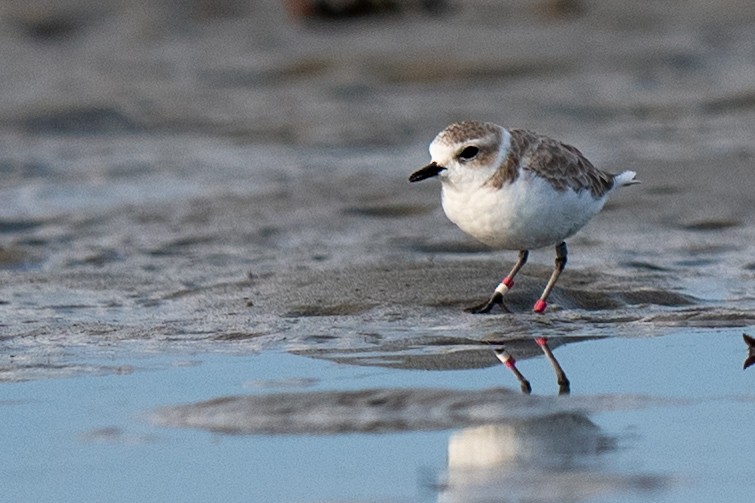 Snowy Plover - ML642479456