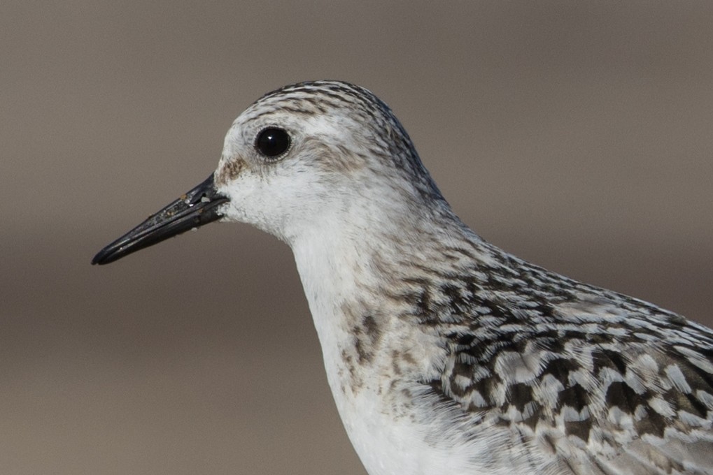 Sanderling - ML642479457