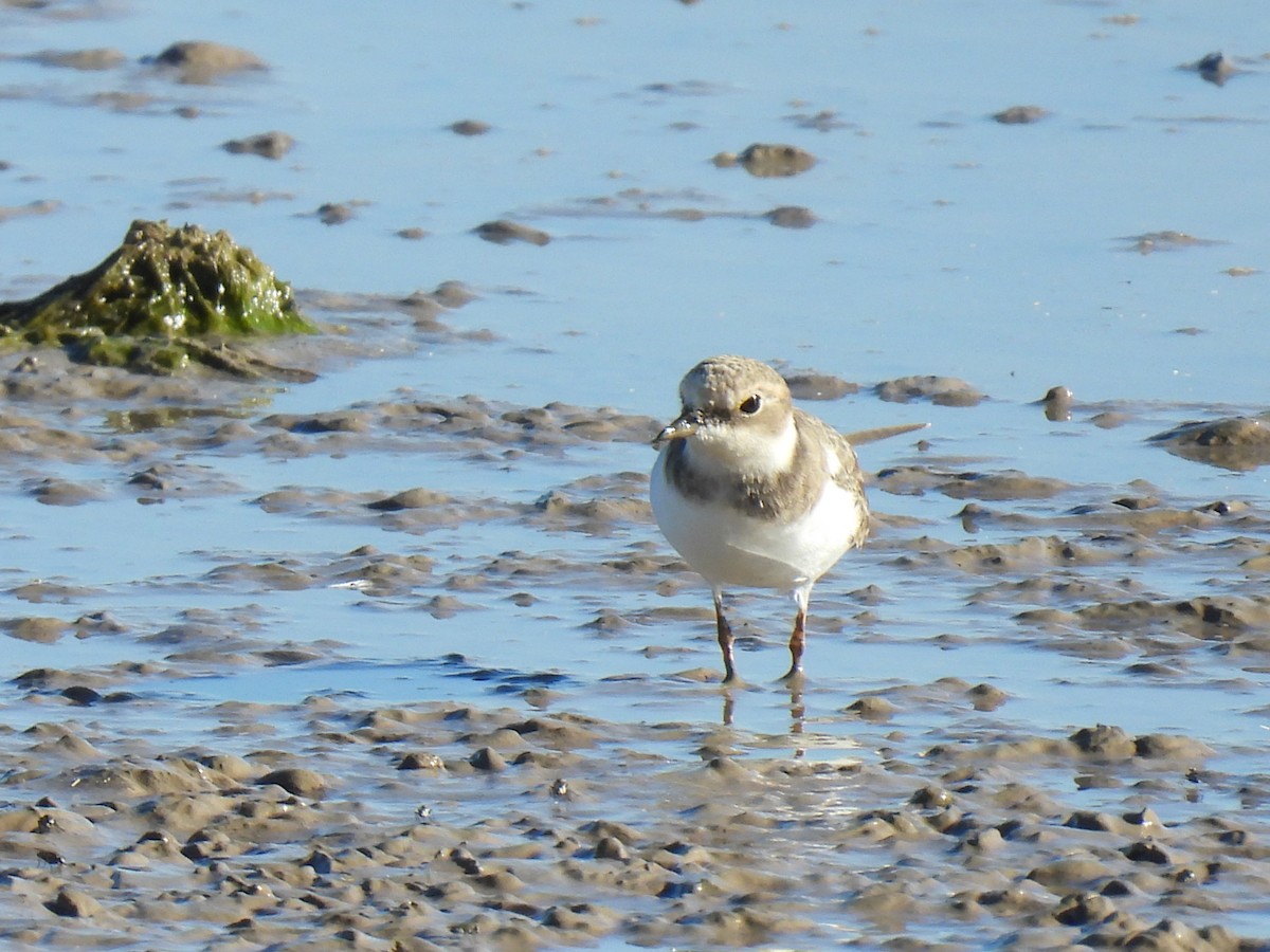 Kentish Plover - ML642479459