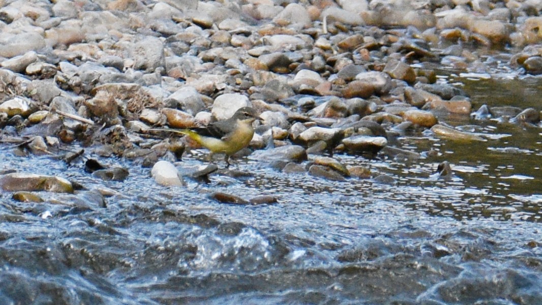 Gray Wagtail - ML642479460