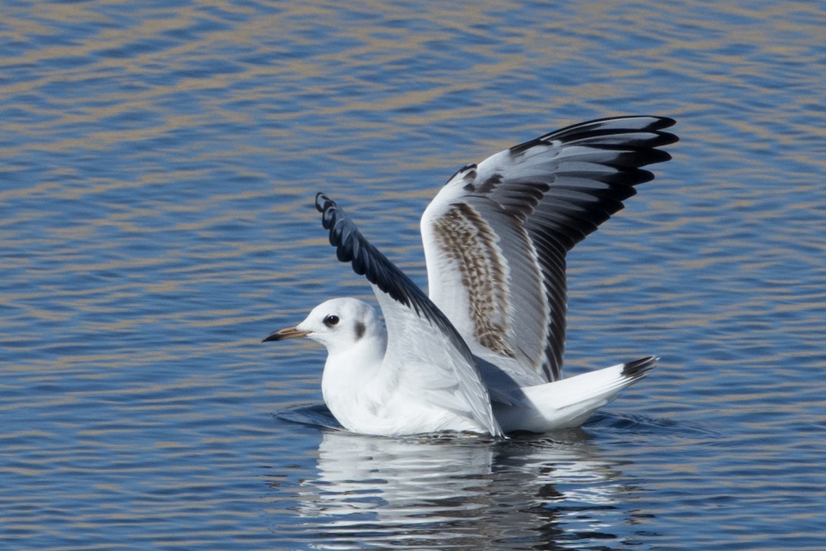 Black-headed Gull - ML642479461