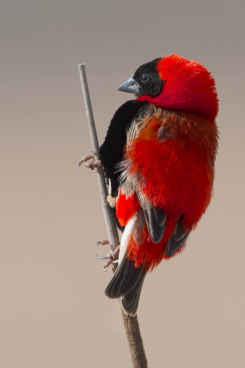 Southern Red Bishop - ML642479462