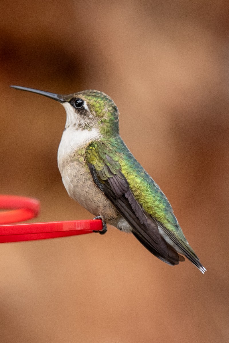 Ruby-throated Hummingbird - ML642479465