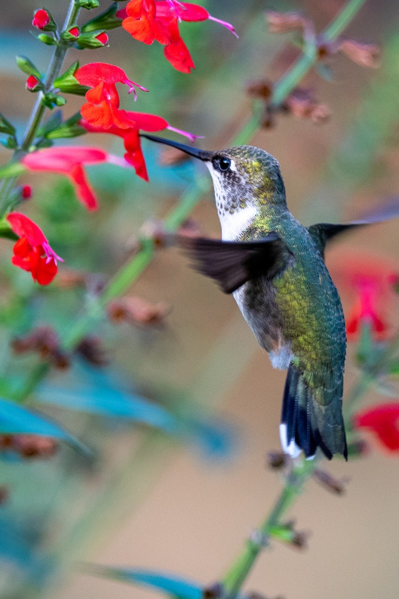 Ruby-throated Hummingbird - ML642479466