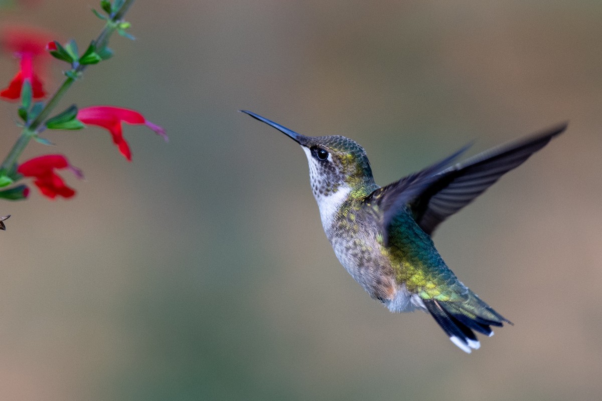 Ruby-throated Hummingbird - ML642479467