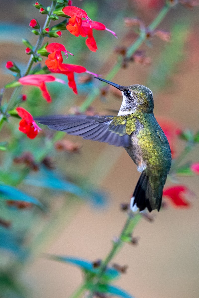 Ruby-throated Hummingbird - ML642479468