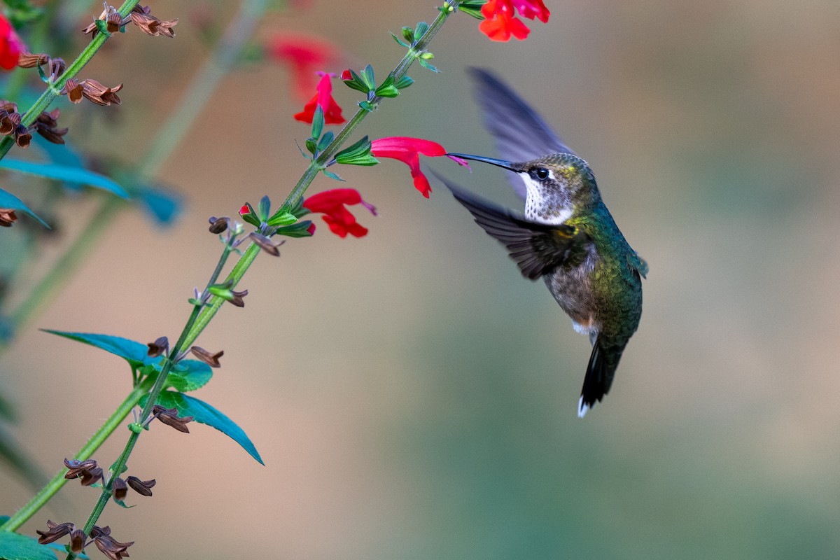 Ruby-throated Hummingbird - ML642479469