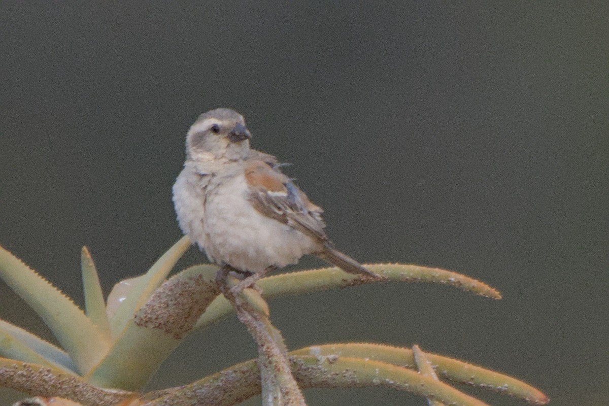Cape Sparrow - ML642479471