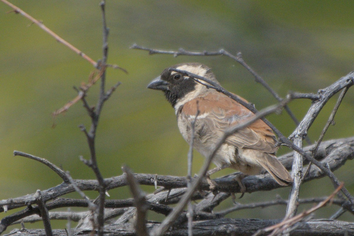 Cape Sparrow - ML642479472