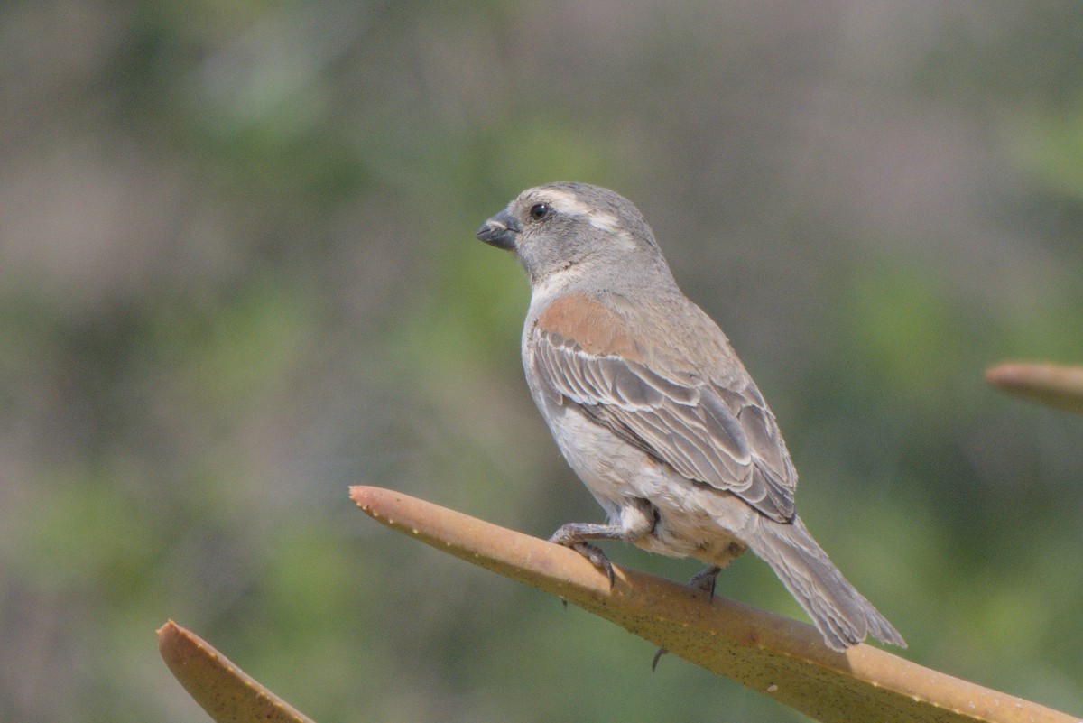 Cape Sparrow - ML642479474
