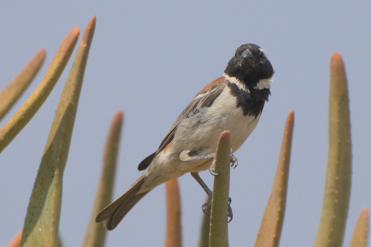 Cape Sparrow - ML642479475