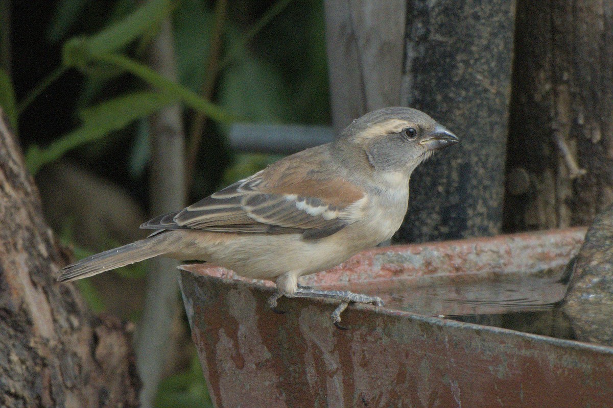 Cape Sparrow - ML642479476
