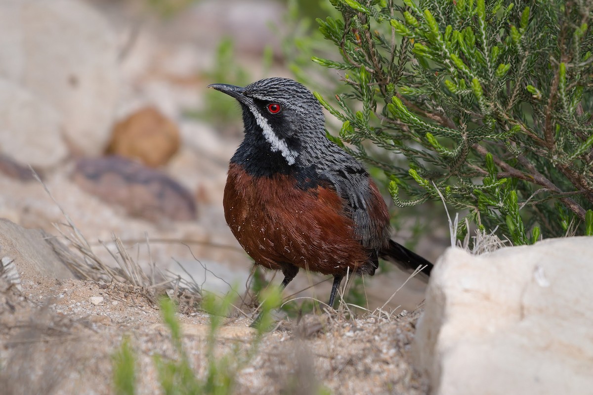 Cape Rockjumper - ML642479480