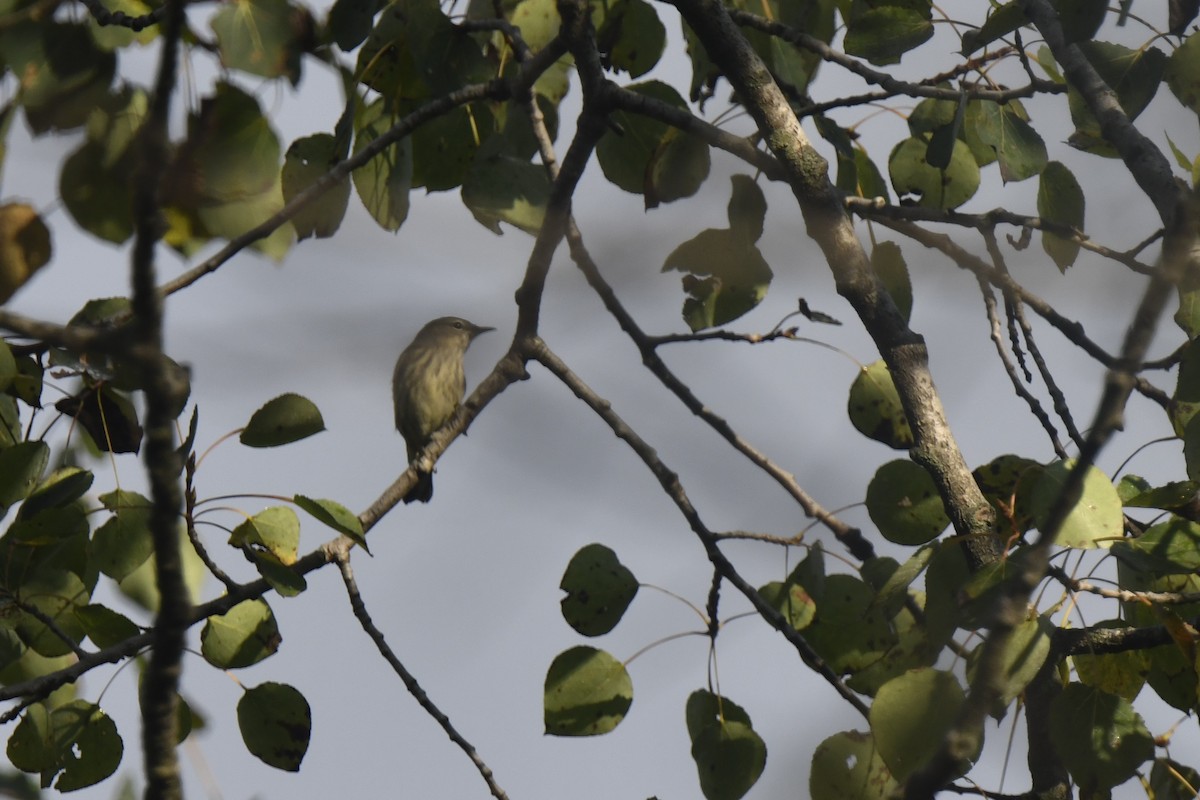 Cape May Warbler - ML642479482
