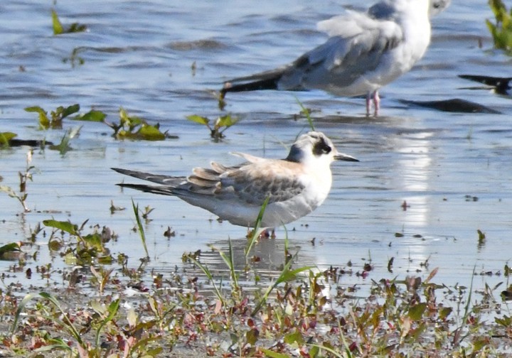Forster's Tern - ML642479483