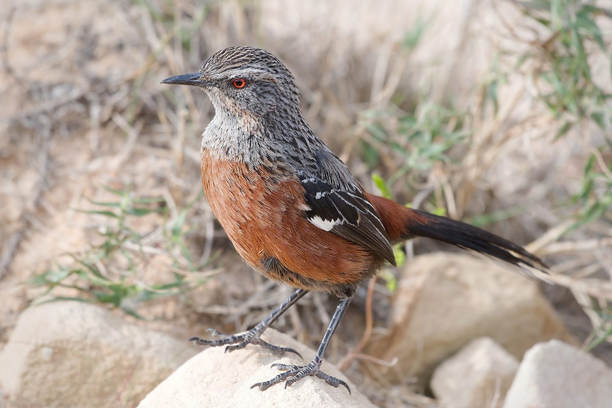 Cape Rockjumper - ML642479484