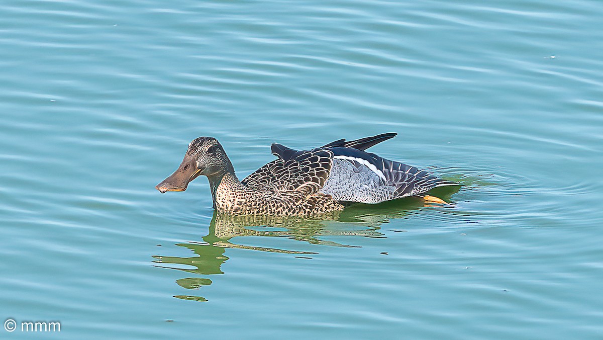 Northern Shoveler - ML642479485