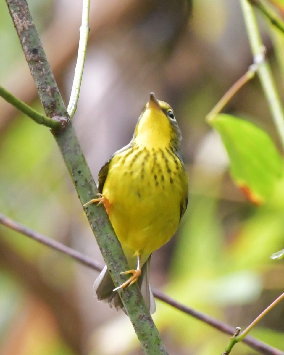 Canada Warbler - ML642479486