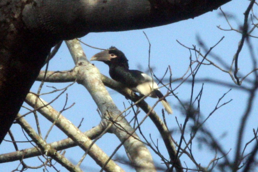 White-thighed Hornbill - ML642479488