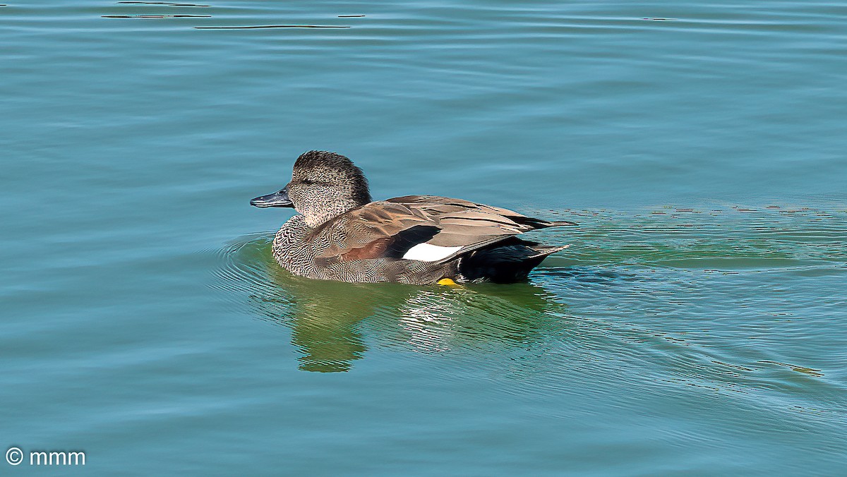 Gadwall - ML642479495