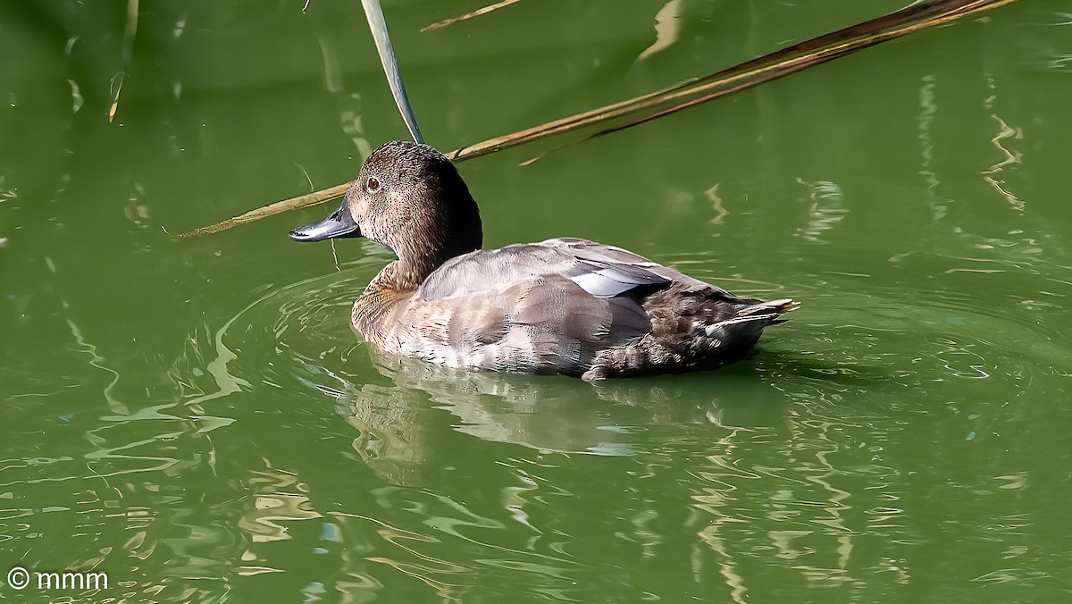 Common Pochard - ML642479508