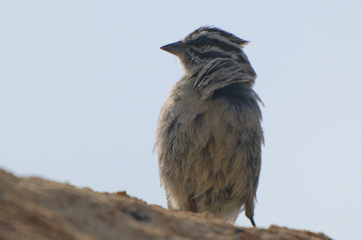 Cape Bunting - ML642479520