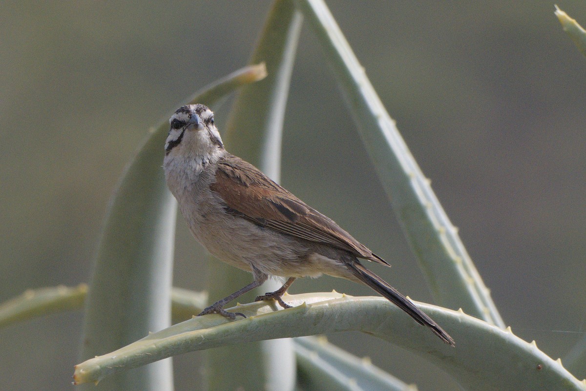 Cape Bunting - ML642479521