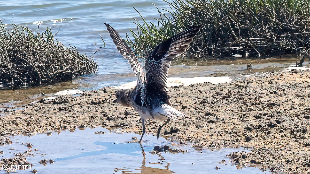 Black-bellied Plover - ML642479532