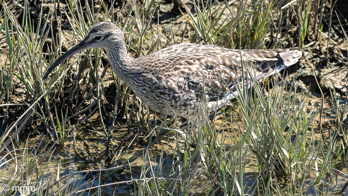 Whimbrel - ML642479540