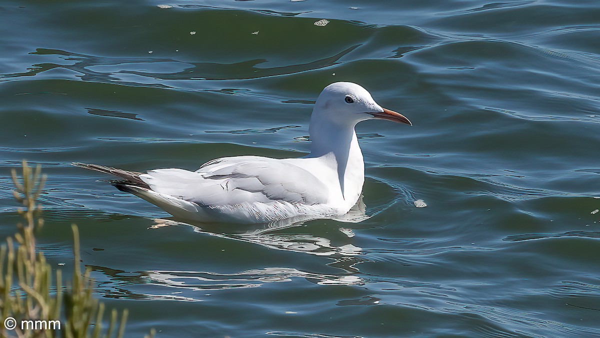 Slender-billed Gull - ML642479568