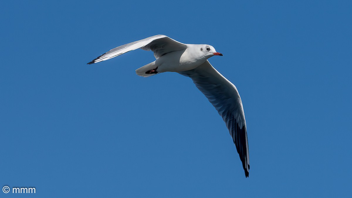 Black-headed Gull - ML642479591